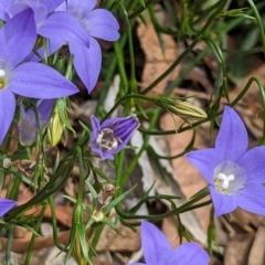 Lasioglossum (Chilalictus) sp. (genus & subgenus) at Phillip, ACT - 21 Oct 2023