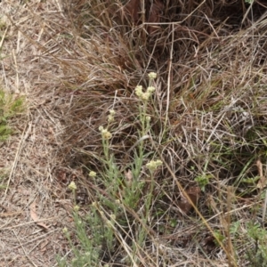 Pseudognaphalium luteoalbum at Lyons, ACT - 20 Oct 2023