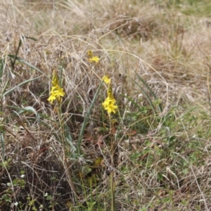 Bulbine bulbosa at Lyons, ACT - 20 Oct 2023