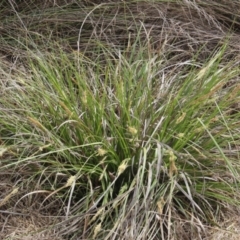 Carex appressa (Tall Sedge) at Lyons, ACT - 20 Oct 2023 by ran452