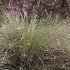 Poa labillardierei (Common Tussock Grass, River Tussock Grass) at Lyons, ACT - 20 Oct 2023 by ran452