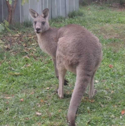Macropus giganteus (Eastern Grey Kangaroo) at Conder, ACT - 10 May 2023 by michaelb
