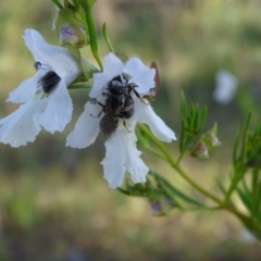 Lasioglossum (Chilalictus) lanarium (Halictid bee) at Jerrabomberra, ACT - 18 Oct 2023 by Mike