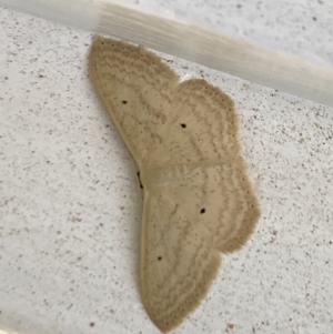 Scopula perlata at Aranda, ACT - 23 Oct 2023 12:14 PM