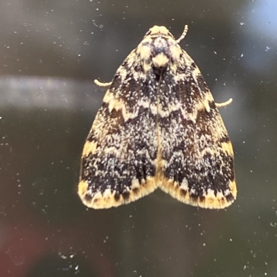 Halone sinuata (Rock Lichen Moth) at Aranda, ACT - 23 Oct 2023 by Jubeyjubes