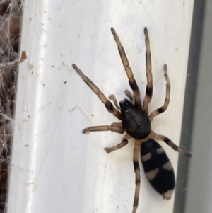 Lampona sp. (genus) at Aranda, ACT - 22 Oct 2023