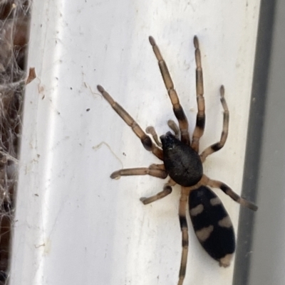 Lampona sp. (genus) (White-tailed spider) at Aranda, ACT - 22 Oct 2023 by Jubeyjubes