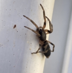 Lampona sp. (genus) at Aranda, ACT - 22 Oct 2023