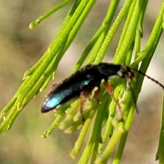 Lepturidea punctulaticollis (Red-legged comb-clawed beetle) at Banksia Street Wetland Corridor - 23 Oct 2023 by trevorpreston
