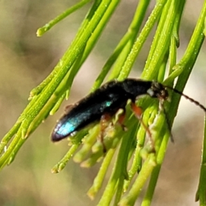 Lepturidea punctulaticollis at O'Connor, ACT - 23 Oct 2023 11:55 AM