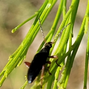 Lepturidea punctulaticollis at O'Connor, ACT - 23 Oct 2023