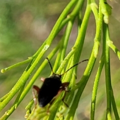 Lepturidea punctulaticollis at O'Connor, ACT - 23 Oct 2023 11:55 AM