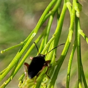 Lepturidea punctulaticollis at O'Connor, ACT - 23 Oct 2023