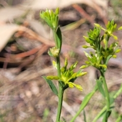 Pimelea curviflora (Curved Rice-flower) at Banksia Street Wetland Corridor - 23 Oct 2023 by trevorpreston