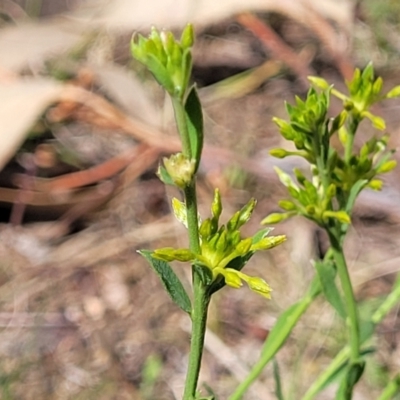 Pimelea curviflora (Curved Rice-flower) at O'Connor, ACT - 23 Oct 2023 by trevorpreston