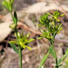 Pimelea curviflora at O'Connor, ACT - 23 Oct 2023 11:55 AM