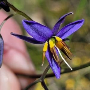 Dianella revoluta var. revoluta at O'Connor, ACT - 23 Oct 2023