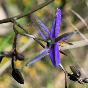 Dianella revoluta var. revoluta at O'Connor, ACT - 23 Oct 2023