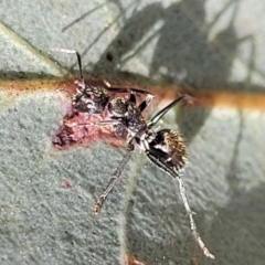 Camponotus aeneopilosus (A Golden-tailed sugar ant) at Banksia Street Wetland Corridor - 23 Oct 2023 by trevorpreston