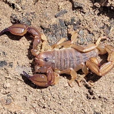 Urodacus manicatus (Black Rock Scorpion) at Banksia Street Wetland Corridor - 23 Oct 2023 by trevorpreston