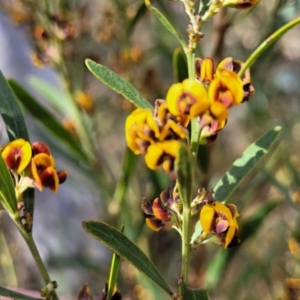 Daviesia mimosoides subsp. mimosoides at O'Connor, ACT - 23 Oct 2023