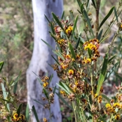 Daviesia mimosoides subsp. mimosoides at O'Connor, ACT - 23 Oct 2023