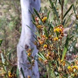 Daviesia mimosoides subsp. mimosoides at O'Connor, ACT - 23 Oct 2023