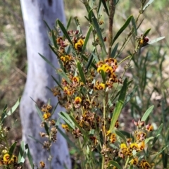 Daviesia mimosoides subsp. mimosoides at O'Connor, ACT - 23 Oct 2023