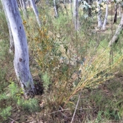 Daviesia mimosoides subsp. mimosoides at O'Connor, ACT - 23 Oct 2023