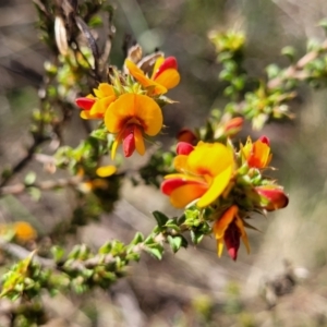 Pultenaea procumbens at O'Connor, ACT - 23 Oct 2023