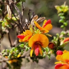 Pultenaea procumbens at O'Connor, ACT - 23 Oct 2023