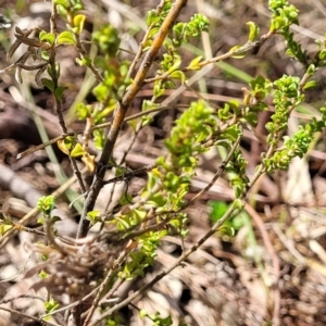 Pultenaea procumbens at O'Connor, ACT - 23 Oct 2023