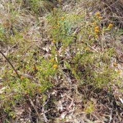 Pultenaea procumbens at O'Connor, ACT - 23 Oct 2023