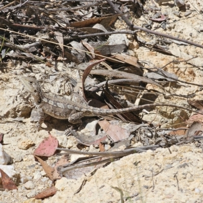 Amphibolurus muricatus at Captains Flat, NSW - 23 Oct 2023 by Csteele4