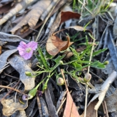 Convolvulus angustissimus subsp. angustissimus (Australian Bindweed) at Captains Flat, NSW - 22 Oct 2023 by Csteele4