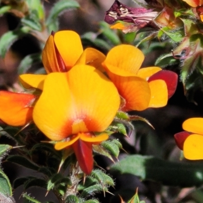 Pultenaea procumbens (Bush Pea) at O'Connor, ACT - 23 Oct 2023 by trevorpreston