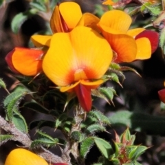 Pultenaea procumbens at O'Connor, ACT - 23 Oct 2023