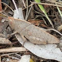Goniaea australasiae (Gumleaf grasshopper) at O'Connor, ACT - 23 Oct 2023 by trevorpreston