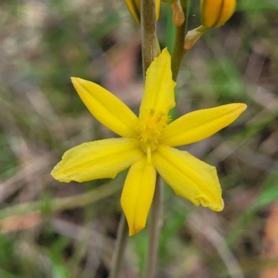 Bulbine bulbosa (Golden Lily) at Banksia Street Wetland Corridor - 23 Oct 2023 by trevorpreston