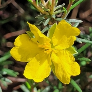 Hibbertia calycina at O'Connor, ACT - 23 Oct 2023