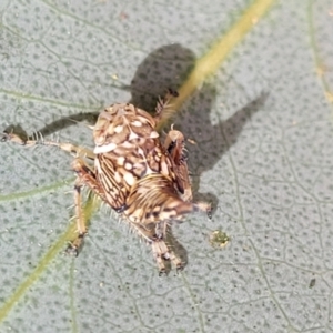 Brunotartessus fulvus at O'Connor, ACT - 23 Oct 2023