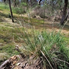 Lolium arundinaceum (Tall Fescue) at Banksia Street Wetland Corridor - 23 Oct 2023 by trevorpreston