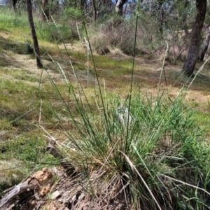 Festuca arundinacea at O'Connor, ACT - 23 Oct 2023