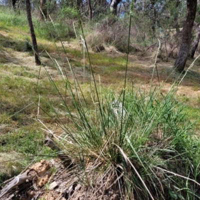Festuca arundinacea (Tall Fescue) at Banksia Street Wetland Corridor - 23 Oct 2023 by trevorpreston