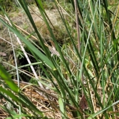 Festuca arundinacea at O'Connor, ACT - 23 Oct 2023