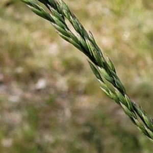 Festuca arundinacea at O'Connor, ACT - 23 Oct 2023