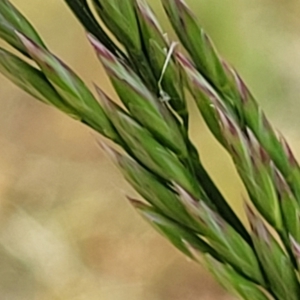 Festuca arundinacea at O'Connor, ACT - 23 Oct 2023