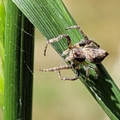 Socca pustulosa (Knobbled Orbweaver) at O'Connor, ACT - 23 Oct 2023 by trevorpreston