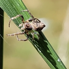 Socca pustulosa at O'Connor, ACT - 23 Oct 2023