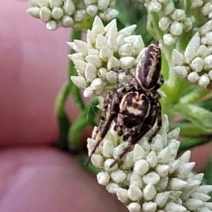 Opisthoncus serratofasciatus at O'Connor, ACT - 23 Oct 2023